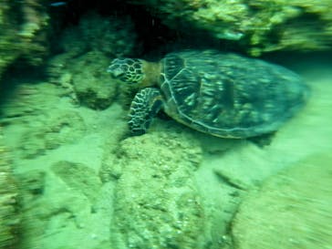 ON SHORE（オンショア）に投稿された画像（2024/10/14）