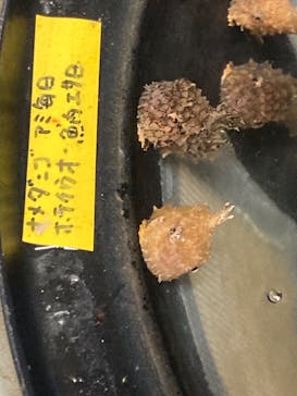 アクアマリンふくしまに投稿された画像（2024/10/14）