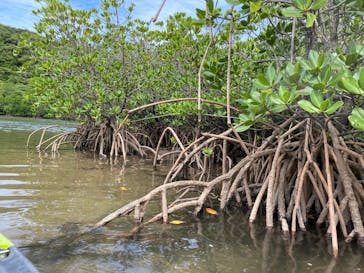 西表島 ADVENTURE PiPi（アドベンチャーピピ）に投稿された画像（2024/10/14）