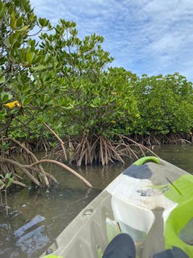 西表島 ADVENTURE PiPi（アドベンチャーピピ）に投稿された画像（2024/10/14）