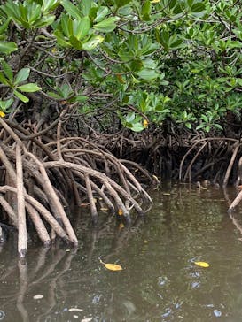 西表島 ADVENTURE PiPi（アドベンチャーピピ）に投稿された画像（2024/10/14）