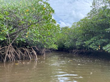 西表島 ADVENTURE PiPi（アドベンチャーピピ）に投稿された画像（2024/10/14）