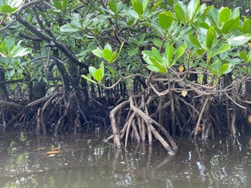 西表島 ADVENTURE PiPi（アドベンチャーピピ）に投稿された画像（2024/10/14）