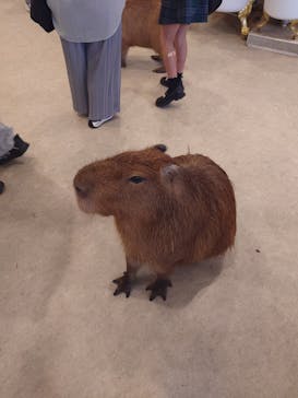 アニタッチみなとみらいに投稿された画像（2024/10/15）