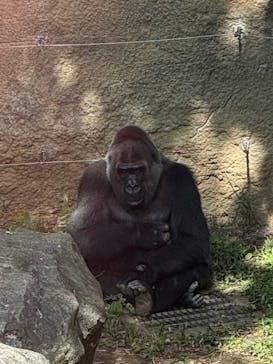 恩賜上野動物園に投稿された画像（2024/10/15）