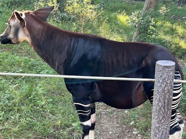 よこはま動物園ズーラシアに投稿された画像（2024/10/15）
