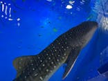 のとじま水族館に投稿された画像（2024/10/15）