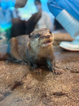 のとじま水族館に投稿された画像（2024/10/15）