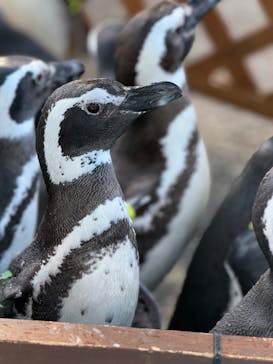 のとじま水族館に投稿された画像（2024/10/15）