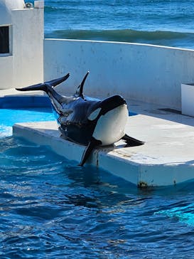 鴨川シーワールドに投稿された画像（2024/10/15）