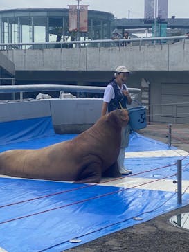 大分マリーンパレス水族館 「うみたまご」に投稿された画像（2024/10/15）