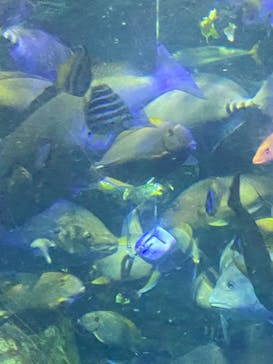 大分マリーンパレス水族館 「うみたまご」に投稿された画像（2024/10/15）