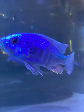 大分マリーンパレス水族館 「うみたまご」に投稿された画像（2024/10/15）