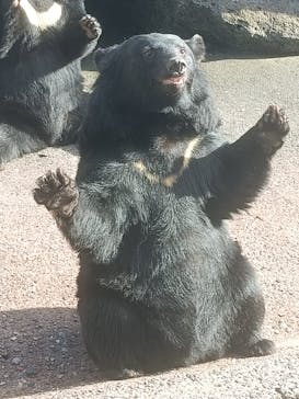 奥飛騨クマ牧場に投稿された画像（2024/10/15）