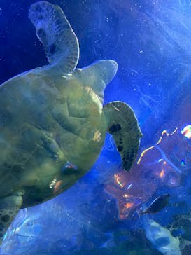 しながわ水族館に投稿された画像（2024/10/15）