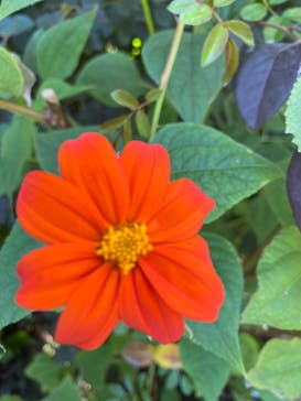 横浜イングリッシュガーデンに投稿された画像（2024/10/15）