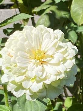 横浜イングリッシュガーデンに投稿された画像（2024/10/15）