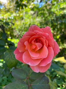 横浜イングリッシュガーデンに投稿された画像（2024/10/15）