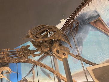 福井県立恐竜博物館に投稿された画像（2024/10/15）