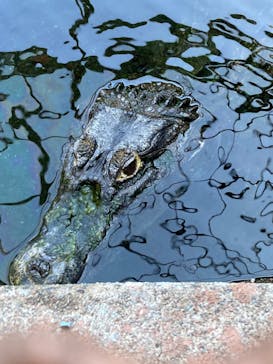 熱川バナナワニ園に投稿された画像（2024/10/15）