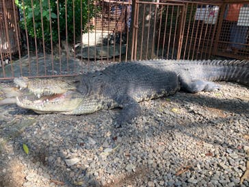 熱川バナナワニ園に投稿された画像（2024/10/15）