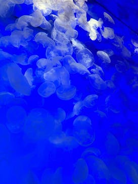 アクアワールド茨城県大洗水族館に投稿された画像（2024/10/15）