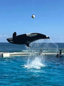 鴨川シーワールドに投稿された画像（2024/10/15）