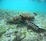 宮古島 ADVENTURE PiPi（ミヤコジマ アドベンチャー ピピ）に投稿された画像（2024/10/15）