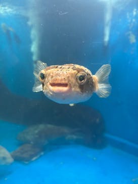 越前松島水族館に投稿された画像（2024/10/15）