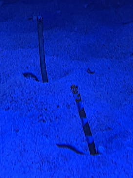 竹島水族館に投稿された画像（2024/10/15）