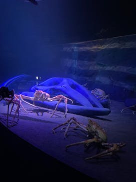 竹島水族館に投稿された画像（2024/10/15）