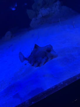 竹島水族館に投稿された画像（2024/10/15）