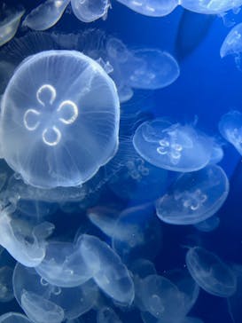 鴨川シーワールドに投稿された画像（2024/10/15）