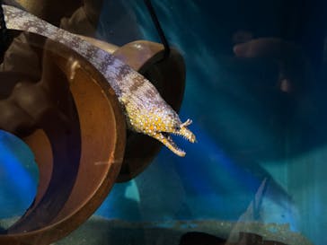 竹島水族館に投稿された画像（2024/10/15）