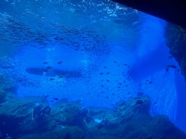 仙台うみの杜水族館に投稿された画像（2024/10/15）