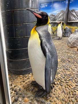 越前松島水族館に投稿された画像（2024/10/15）