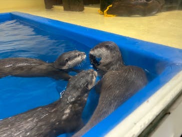 越前松島水族館に投稿された画像（2024/10/15）