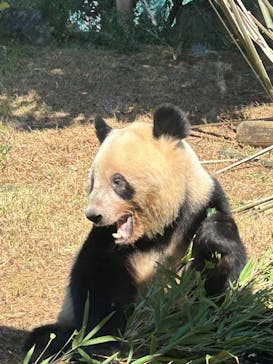 恩賜上野動物園に投稿された画像（2024/10/15）