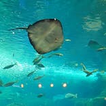 新江ノ島水族館に投稿された画像（2024/10/15）