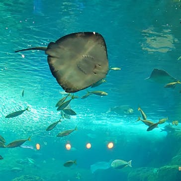 新江ノ島水族館に投稿された画像（2024/10/15）