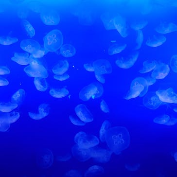 新江ノ島水族館に投稿された画像（2024/10/15）