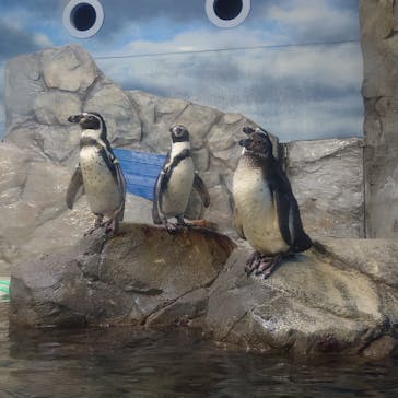 新江ノ島水族館に投稿された画像（2024/10/15）