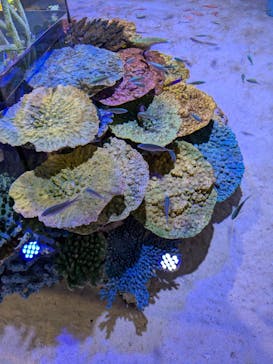 竹島水族館に投稿された画像（2024/10/15）