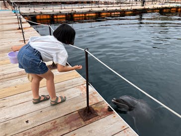 うみたま体験パーク 「つくみイルカ島」に投稿された画像（2024/10/15）