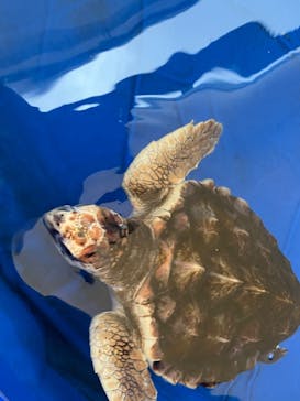 うみたま体験パーク 「つくみイルカ島」に投稿された画像（2024/10/15）