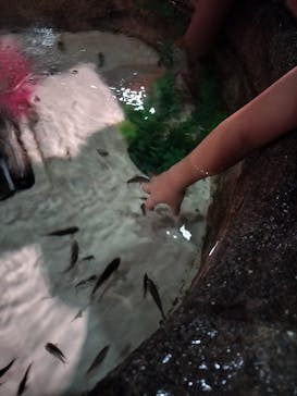 DMMかりゆし水族館に投稿された画像（2024/10/15）