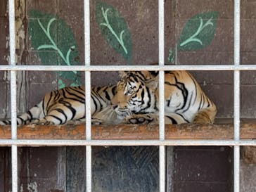 しろとり動物園に投稿された画像（2024/10/15）