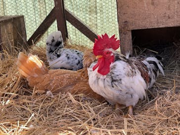 しろとり動物園に投稿された画像（2024/10/15）