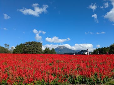 とっとり花回廊に投稿された画像（2024/10/16）