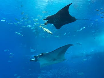 沖縄美ら海水族館に投稿された画像（2024/10/16）
